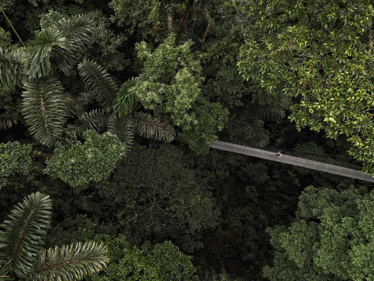 View from suspension bridge looking down into the rainforest canopy, Mistico