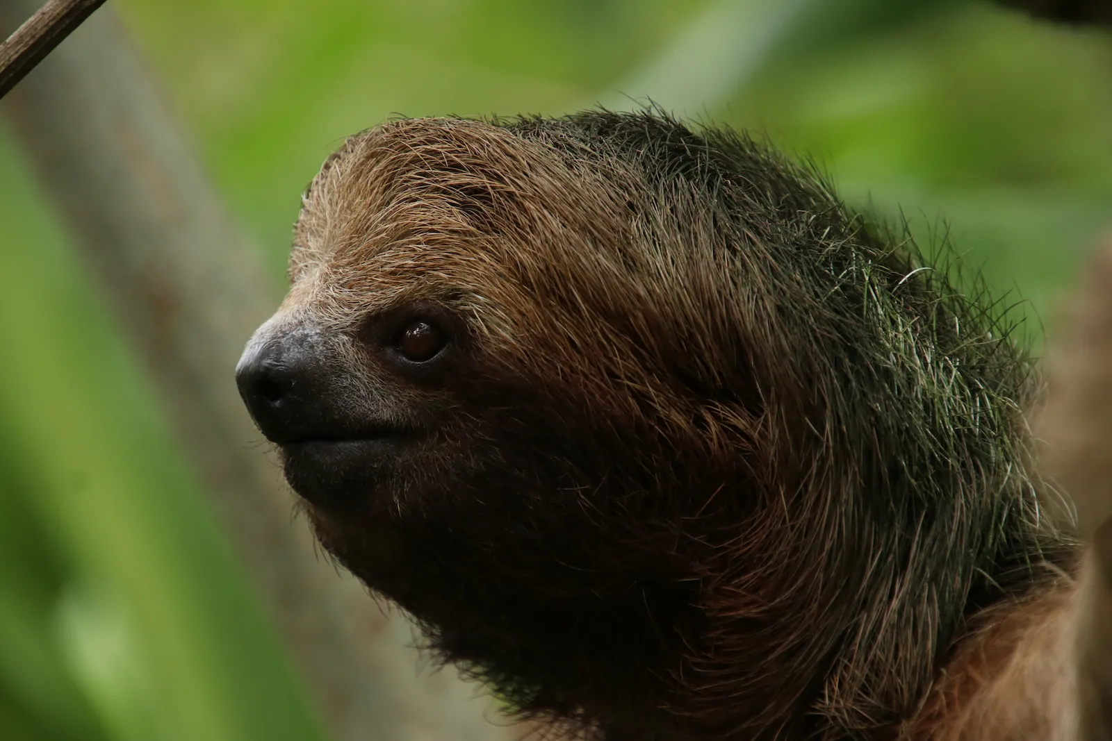 Brown sloth resting in the tropical rainforest of Costa Rica