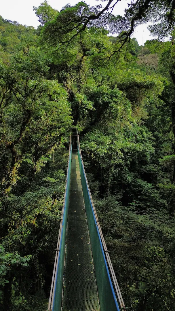 Suspension bridge through lush tropical forest canopy, Costa Rica