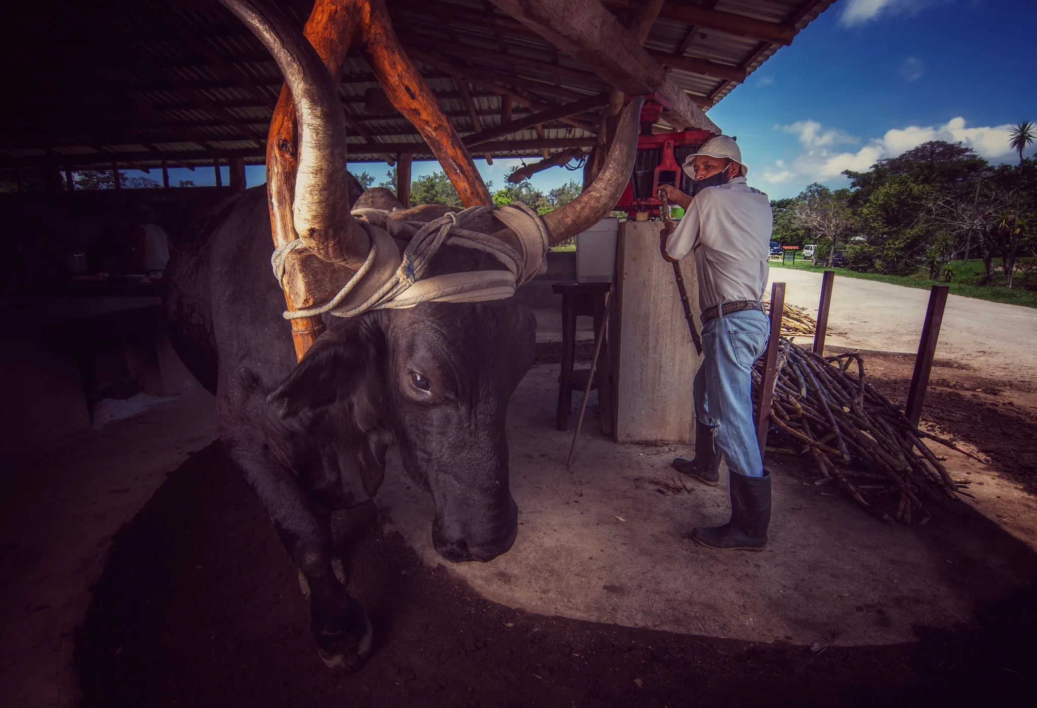 Buena  vista del Rincón photo 2