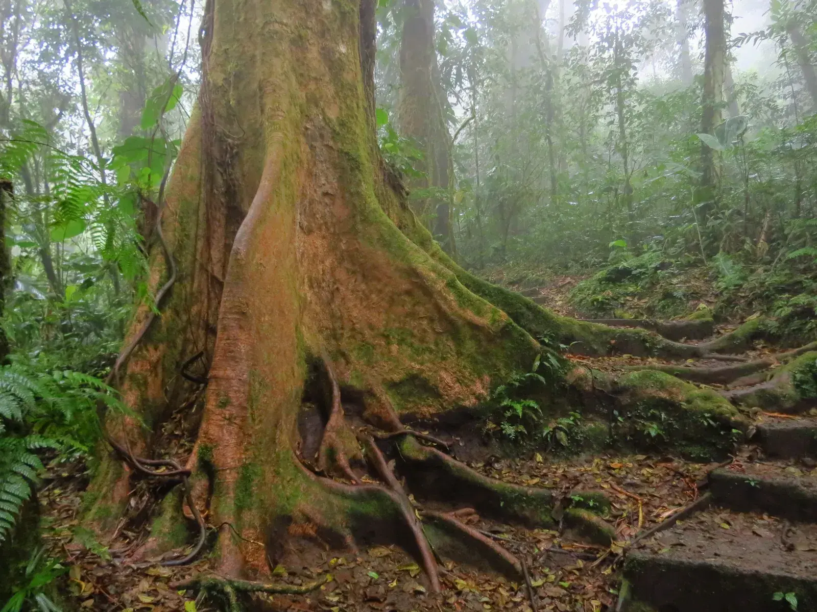 Massive rainforest tree beside a quiet hiking trail in Costa Rica