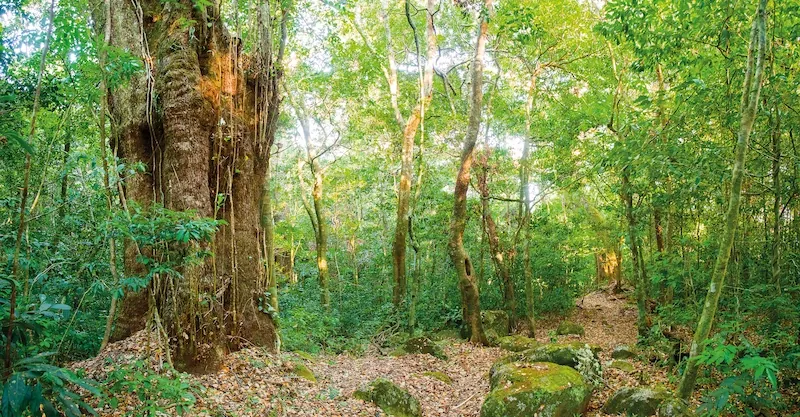 Forest trail through tropical trees in Guanacaste, Costa Rica