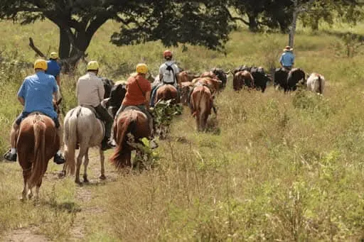 Herd cattle experience at Hacienda Aromal, Costa Rica