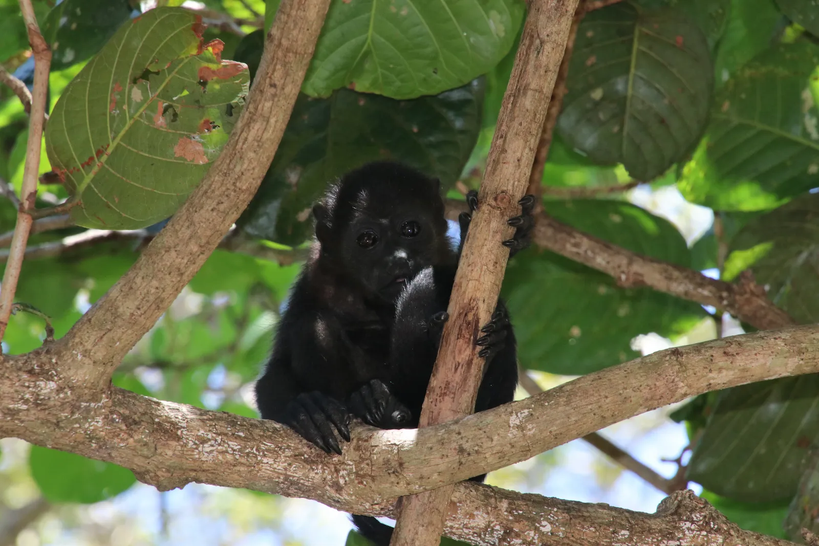 Black howler monkey resting in a tree during a wildlife tour near Riu Guanacaste