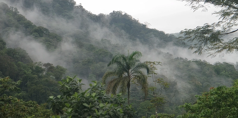 Misty tropical highland forest with a palm frond in Guanacaste, Costa Rica