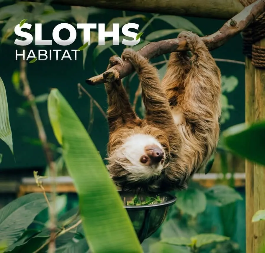 Sloth in Monteverde sanctuary, Costa Rica