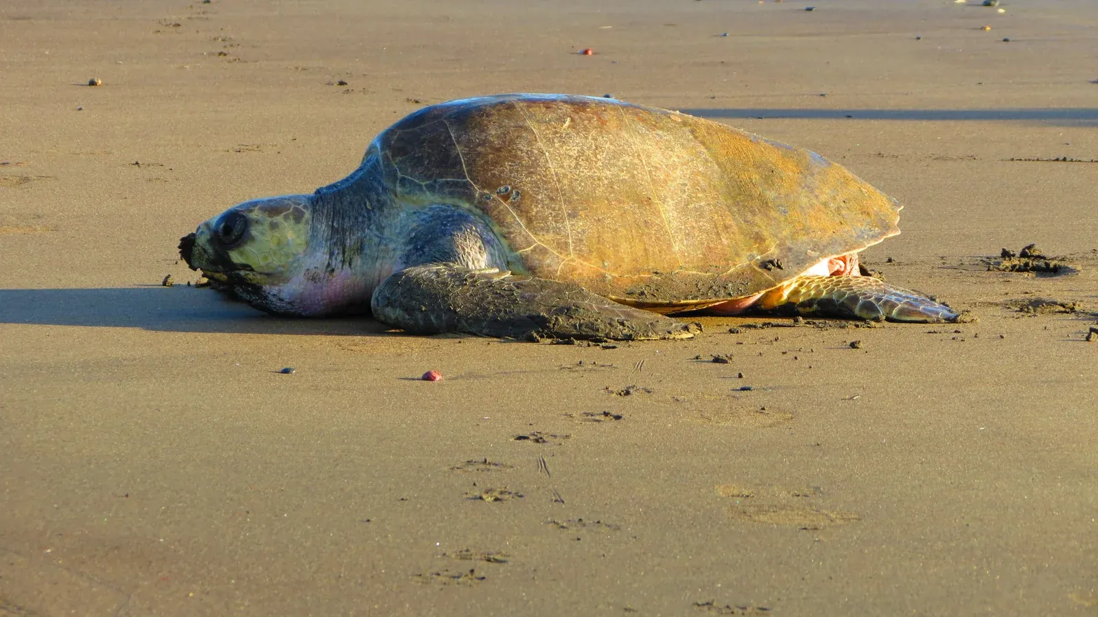 Olive ridley sea turtle nesting on the beach at Ostional National Wildlife Refuge, Costa Rica