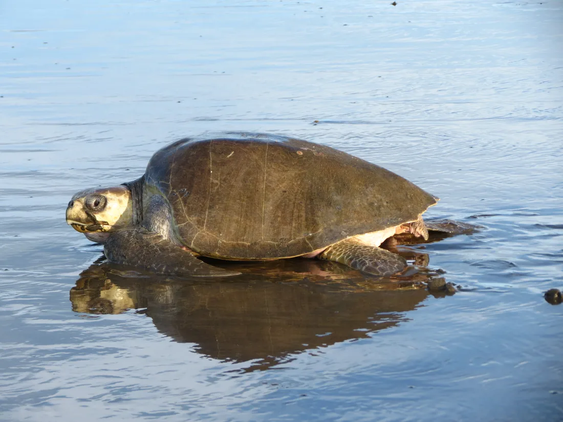 Olive ridley sea turtle resting at the water's edge, Ostional