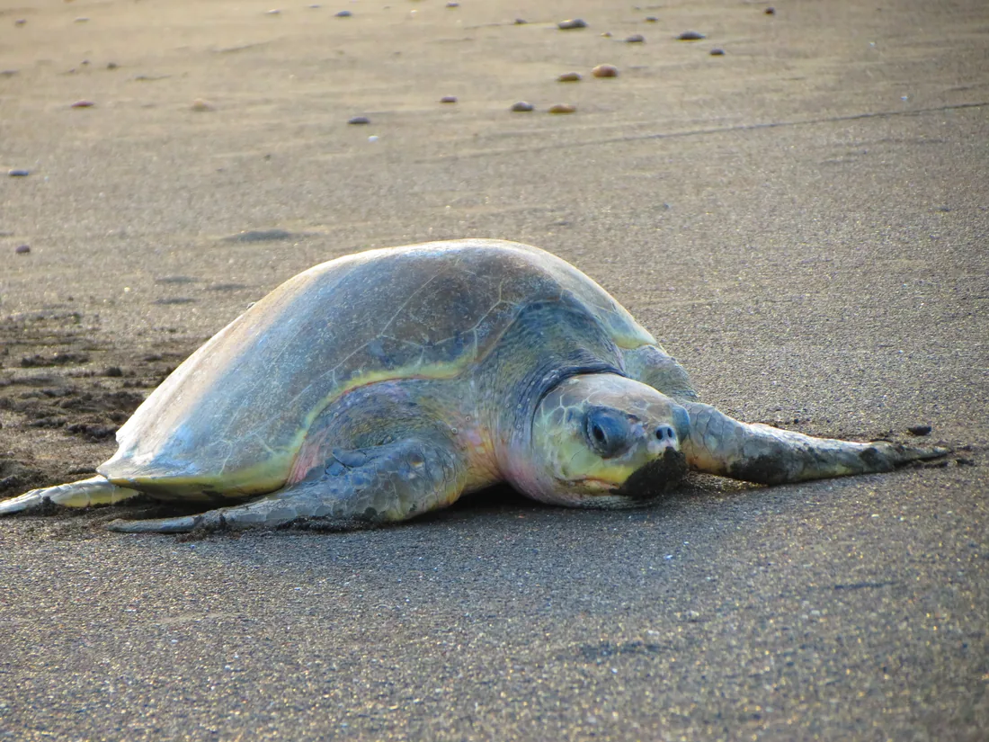 Olive ridley sea turtle crawling across the sand at Ostional