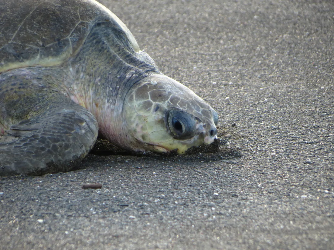 Close-up of an olive ridley sea turtle's head, Ostional