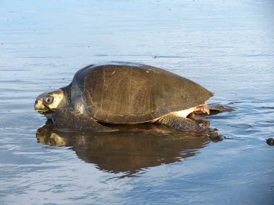 Olive ridley sea turtle in shallow water with reflection, Ostional