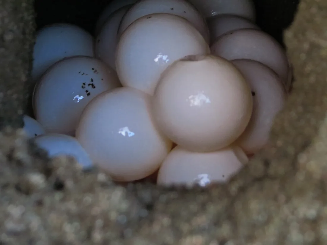 Sea turtle eggs in a nest on Ostional beach
