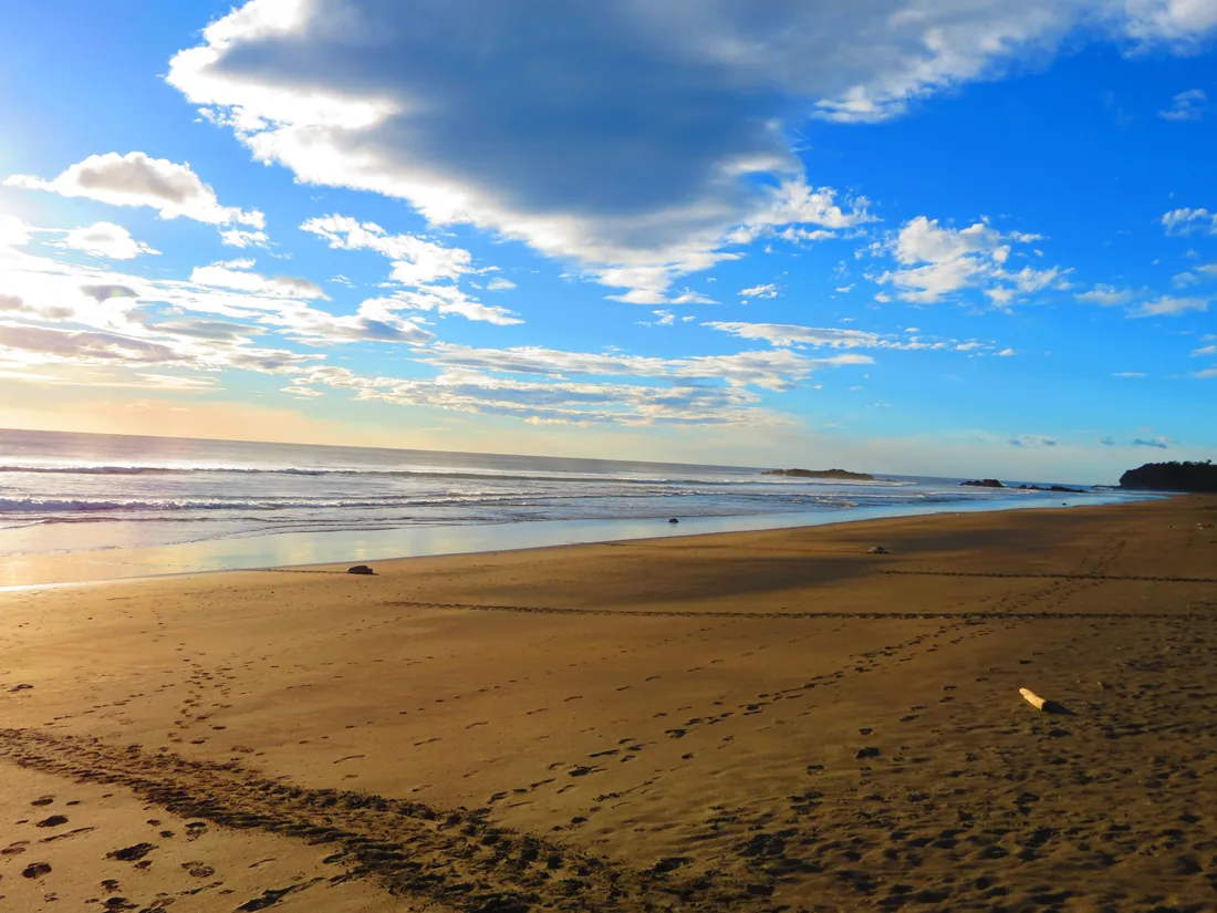 Turtle tracks in the sand at Ostional beach at sunrise