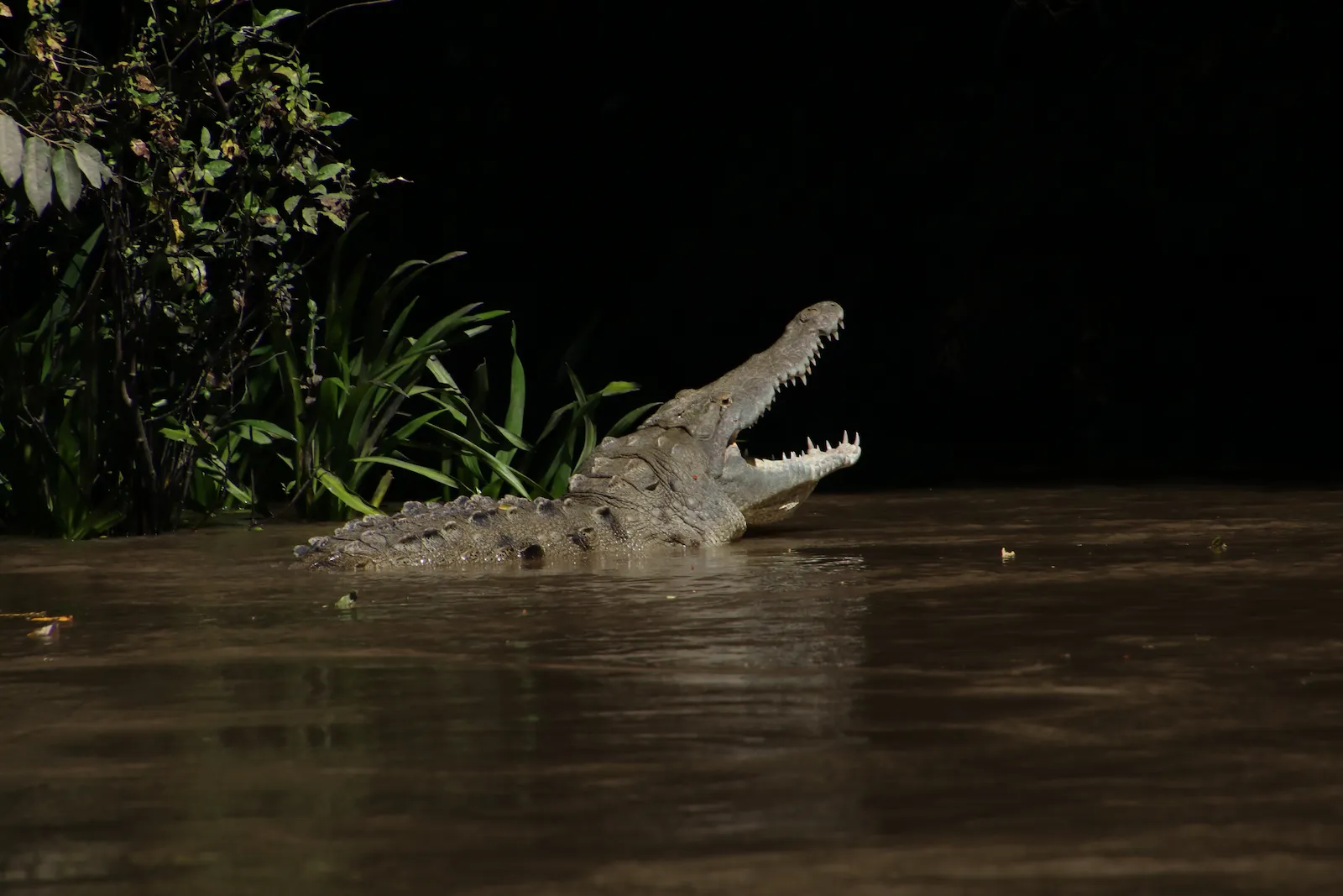 Crocodile swimming in the river during a Palo Verde wildlife boat tour in Guanacaste
