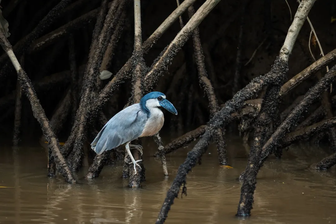 Tropical birds in Palo Verde National Park wetlands