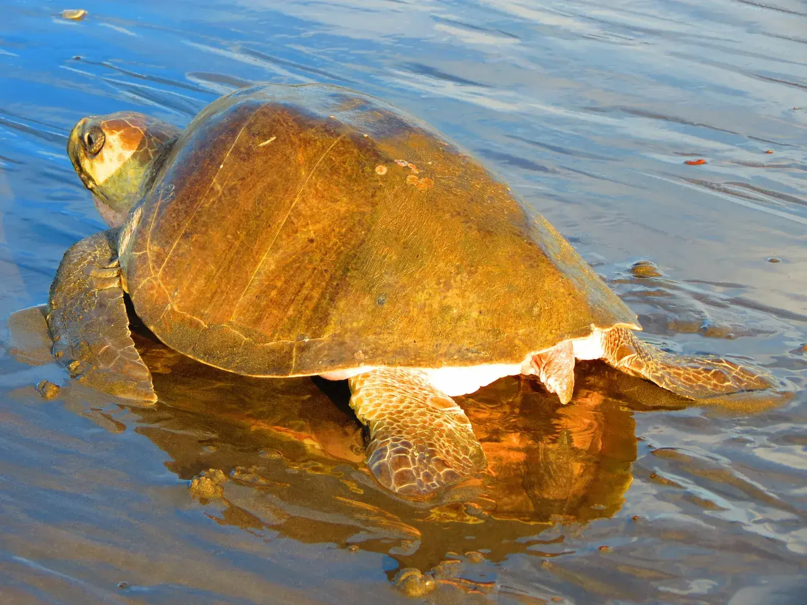 Sea turtle resting in shallow coastal water in Costa Rica.