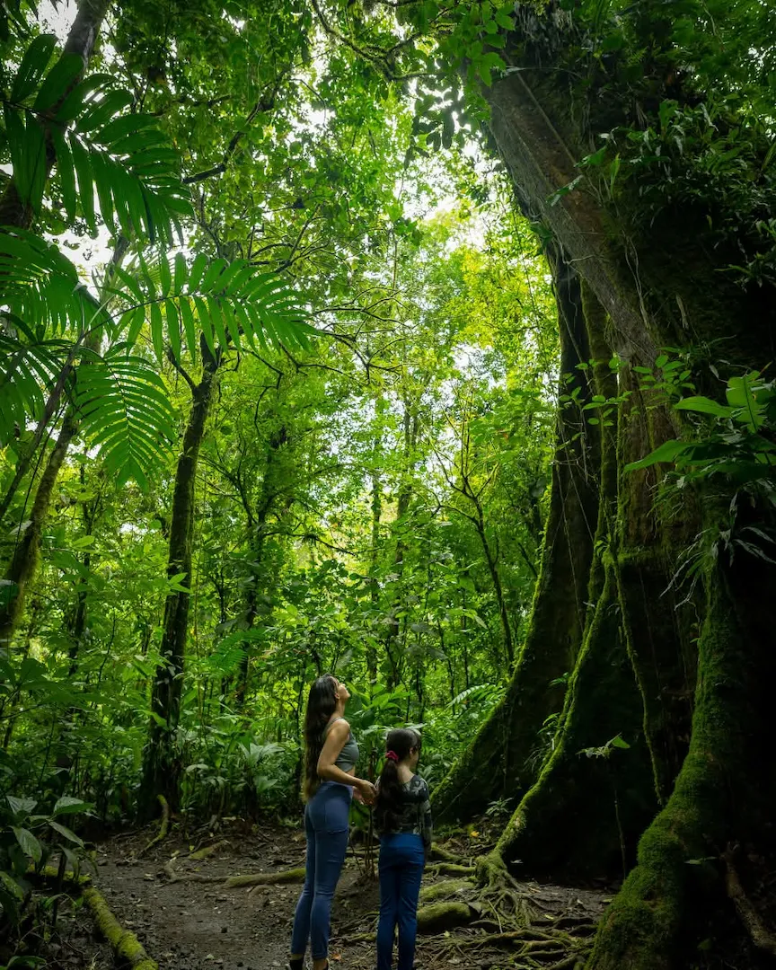 Lush rainforest trail at Sensoria with multiple steps, Costa Rica