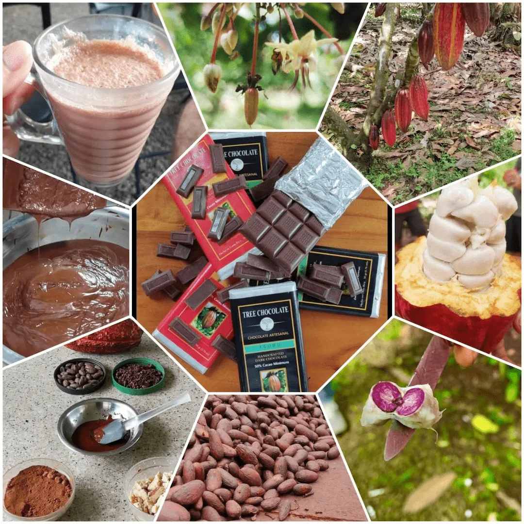 Sloth Adventure and Chocolate Tour private tour in Guanacaste, Costa Rica
