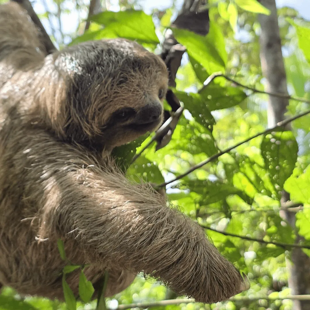 Best Sloth Tours From Papagayo: A Local Comparison
