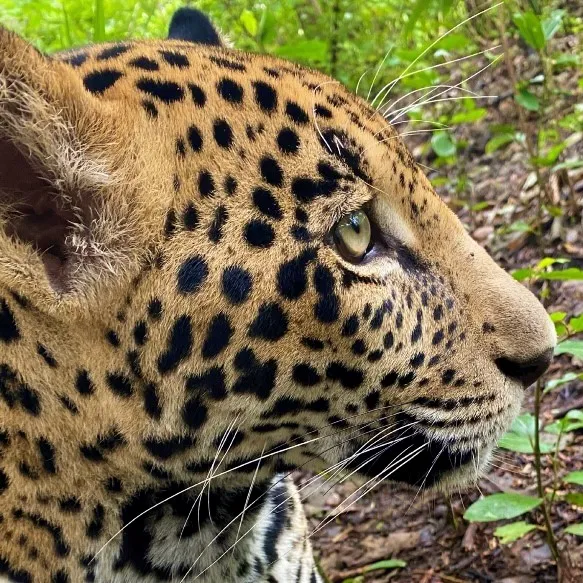 Jaguar at Las Pumas Rescue Center, Cañas Guanacaste